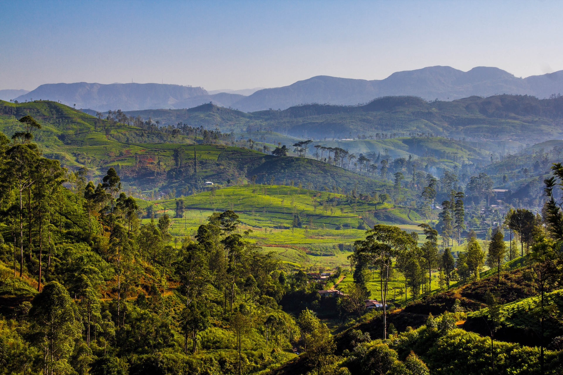 Nuwara Eliya, Tea Estates By Ranshan